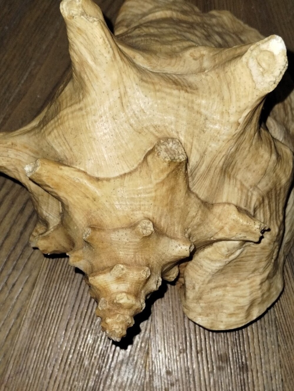 Real Sea Shell.. Large In Size - Picture 5 of 5